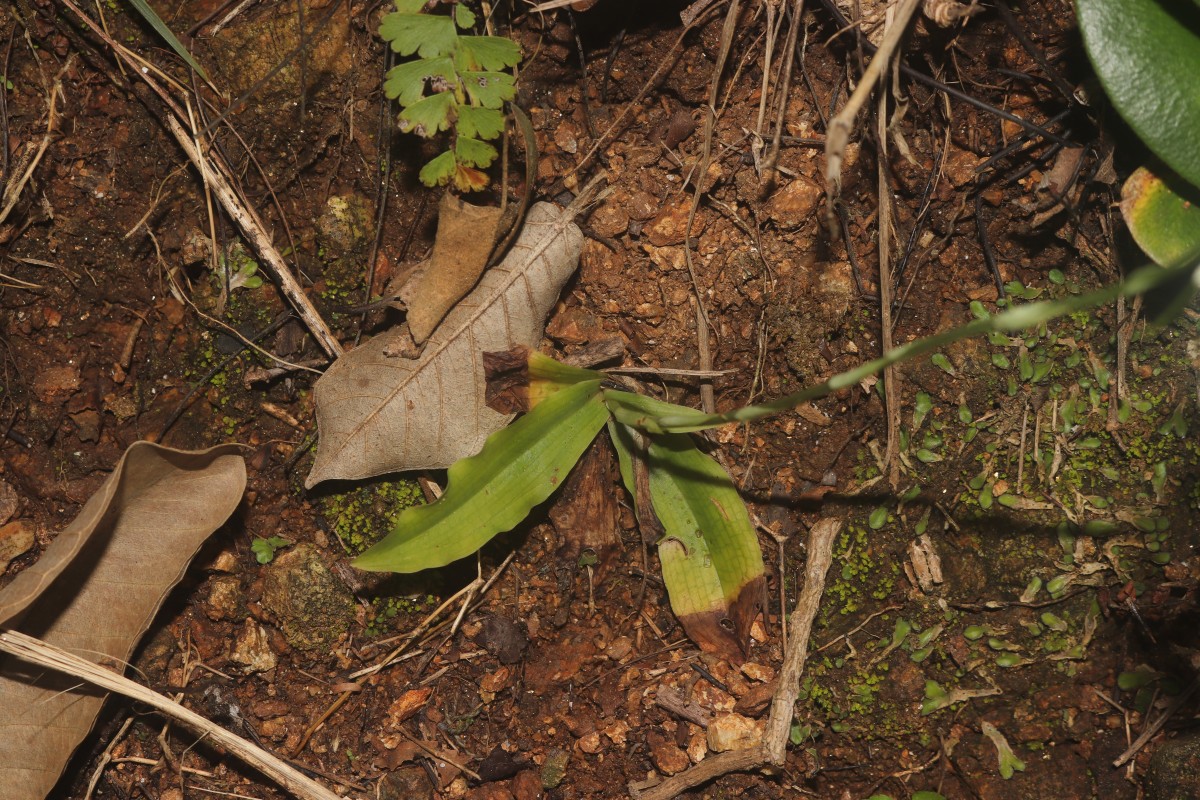 Habenaria plantaginea Lindl.